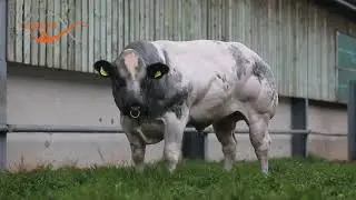 No Horns