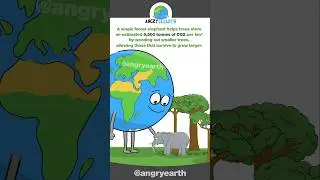 World Elephant Day - August 12 #savetheelephants