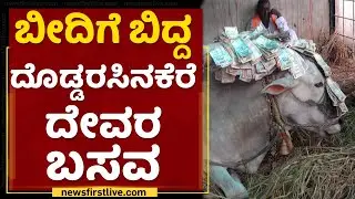 Mandya |  ಬೀದಿಗೆ ಬಿದ್ದ ದೊಡ್ಡರಸಿನಕೆರೆ ದೇವರ ಬಸವ | Doddarasinakere Basava | NewsFirst Kannada