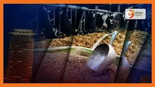 Experts sound the alarm over the animal feed deficit in the market