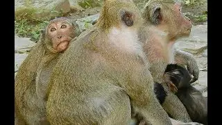 Congratulation Sweetpea Today have to sweet with Sweetheart Dana and Mom Popeye,so happy sweetpea