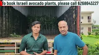 Avocado farming in Indore, delivering 180 avocado plants near Indore | 6268643227 | Harshit Godha