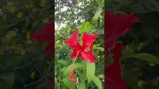 Every flower is a soul blossoming in nature#kannadastory #flowers#ytfeedshorts#shortsfeed