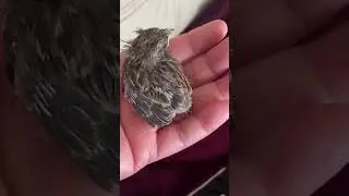 Rescued baby bird in Canadian backyard (singing bush lark) chick to flying adult