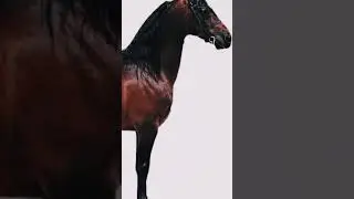 #op facts#🤔🤔#facts about animal##👍👍