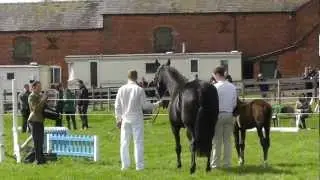 How to Prepare your Foal for a Futurity Evaluation - Nicola Shipp