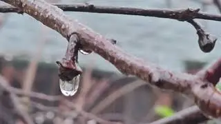 Welcoming 2026 with Sweet Rain