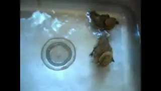 Ducklings First Bath