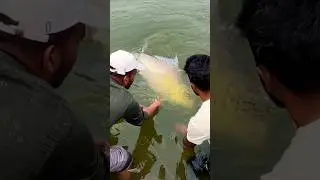 Indian Famous Fish #fishing #catla #fishingtechniques