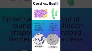 Cocci or Bacilli? Learn the Difference in 30 Seconds | IvyPDC #Shorts