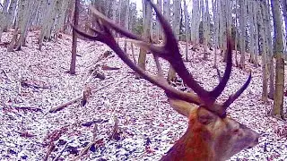 Lis,chmary jeleni,sarenka i łanie.🌳🍂🦊🌧️🦌🦌🦌🦌🌤️🦙🦙🍂🦙🍁🌲