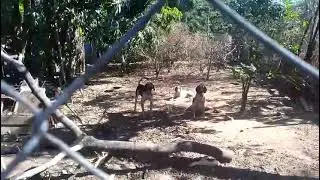 Cães americanos a venda maiores informações falar com o Gilberto 34 99162-1033