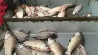 I never seen ll amazing big big size katla & Rouifish selling live skills by expert fish seller 