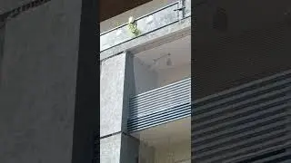 Anti bird net in Gurgaon | lowest price Delhi NCR | Call 7840821383 #pigeonnetting #pigeonnet