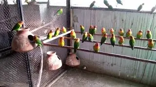 Fisher Colony Lovebirds Colony Tips