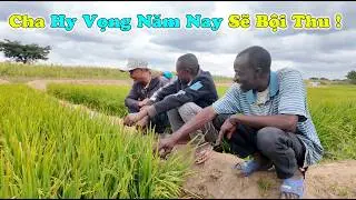 Công Giáp || Cánh Đồng Lúa Đẹp Quá Con À ! Năm Nay Người Dân Có Gạo Ăn Rồi !!!