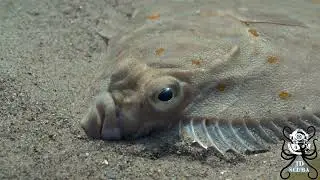 4K Close up of a European Plaice resting on the seafloor off the Welsh coast