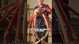 [CreaturesCuts] Things you don't know about Spider Crab ...