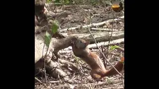 Суетная жизнь белочки  #природа #nature #wildlife #охота #hunt #jagd #hunting #белка #animals