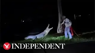 Moment feisty 11ft Florida alligator lunges as trappers try to wrangle it