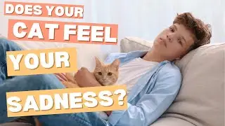 The Secret Power of Your Cat Can Cats Sense Anxiety and Depression in Their Owners