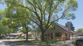Drought Putting Bay Area Trees Under Stress; 'Give Them Water' Says Water District