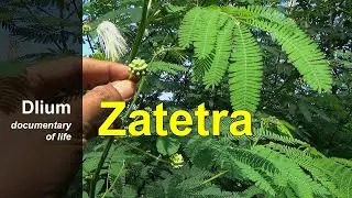 Zatetra (Zapoteca tetragona) - part 1