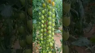 New technique for growing tomato plants #tomato_grafting #tomato #farming #viral #shorts