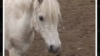 All the horses at Birtles Cottage riding school