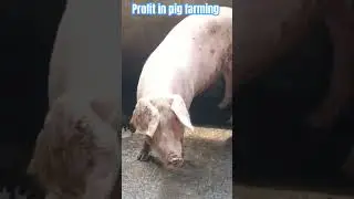 How to make profit in pig farming in Nigeria full video on my channel