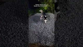 Bruno Learns While Shadow Doesn&rsquo;t #shorts #dog #trending #tiktok #goldenretriever #fyp