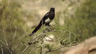 Birds of Saudi Arabia: Asir Magpie