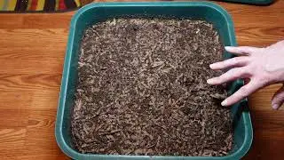 Worm Wednesday Feeding Vermihut Wetter Bedding #gardeningwithbarchuckin #vermicomposting