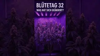 Bl&uuml;tetag 32 &ndash; Was hat sich ge&auml;ndert?#growupdate
