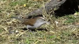Bewick's Wren -Pat O'Neils Video Birds