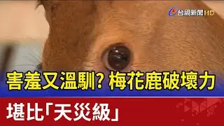 害羞又溫馴？ 梅花鹿破壞力堪比「天災級」