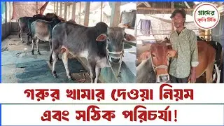 গরুর খামার দেওয়ার নিয়ম এবং সঠিক পরিচর্যা !