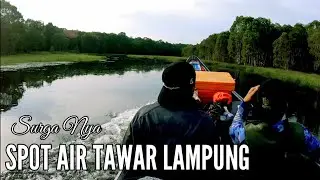 SPOT IKAN GABUS DI LAMPUNG