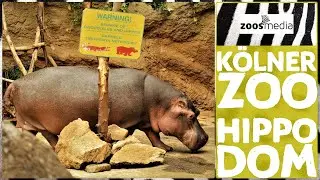 Kölner Zoo: Hippodom 🦛 | zoos.media
