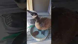 Wildlife Rescue 24/7 #wildlife #rescue #compassion Canada Goose loves to cuddle.