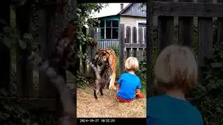 CCTV Captures Calm Tiger &mdash; Shocking Moment It Doesn&rsquo;t Attack the Kid!