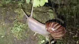The Secret Life of Snails: Rain Evolution (Cinematic)