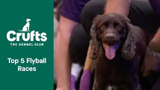 The Most Exhilarating Flyball Races 💨