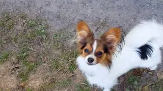 Papillons von Persebeck. Apportieren und Bleib Übungen.