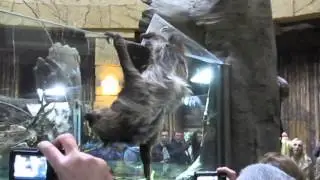 The sloth escape part 4
