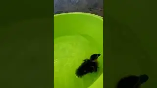 taking care of these abandoned little wild duckling #shorts #wildducks  #shortsvideo #trending