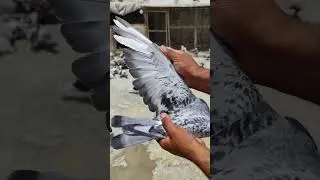 Racer pigeon💰💵#resar #pigeon #loft