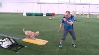 Vekara Agility , D , S3 , K&auml;&auml;pi&ouml;villakoira , Rosso