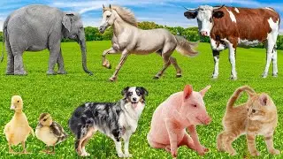 Cute Farm Animals: Turtle, Cow, Goose, Rabbit, Donkey, Cat, Turkey, Pig &ndash; Animal Video