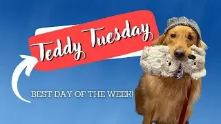 Teddy Tuesday. A day of the week dedicated entirely to my dog! The most spoiled Golden Retriever.